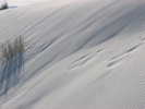 PICTURES/White Sands National Monument/t_White Sands - Dune 2.jpg